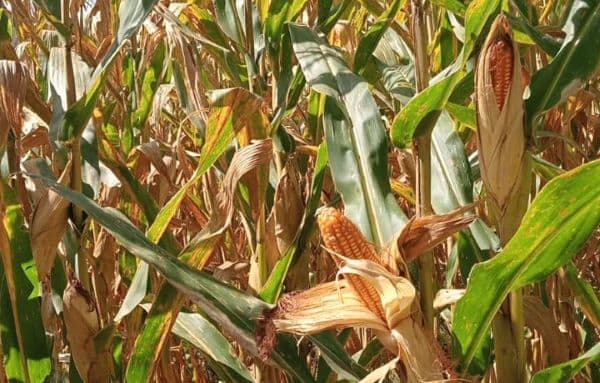 anjlok_ribuan_ton_jagung_hasil_panen_warga_desa_pasir_tengah_dairi_tak_terjual