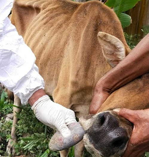 antisipasi_penyebaran_pmk_polda_sumut_lakukan_pengecekan_ke_lokasi_peternakan