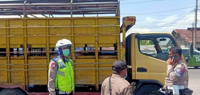 antisipasi_penyebaran_pmk_polisi_periksa_hewan_ternak_masuk_ke_siantar