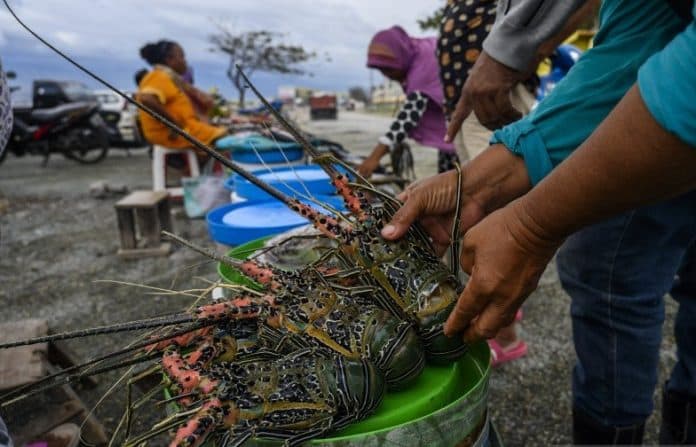 apa_jadinya_jika_ekspor_benih_lobster_kembali_dilakukan