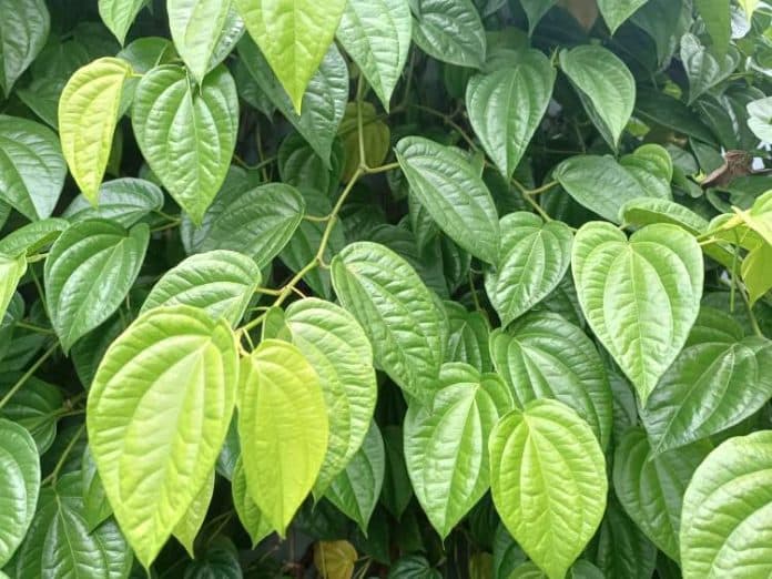 apakah_rebusan_daun_sirih_dapat_membantu_meredakan_asam_urat