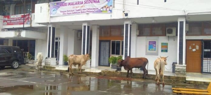 asn_dan_pensiunan_dari_dinkes_sumut_salurkan_16_hewan_kurban