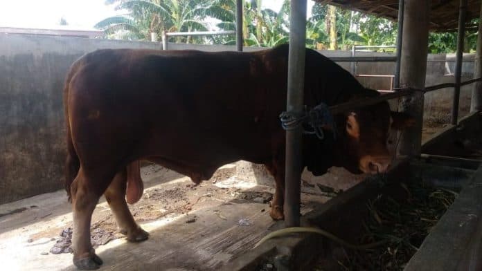 asn_pemprov_sumut_kurban_144_sapi_dan_3_kambing
