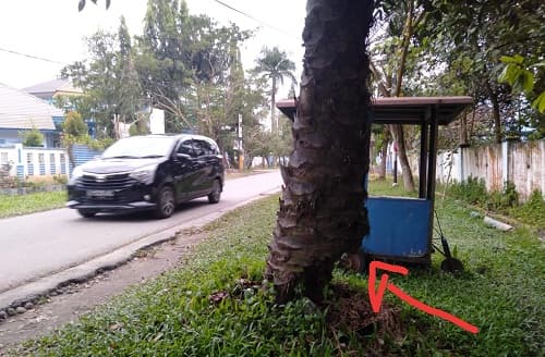 awas_banyak_pohon_sawit_keropos_di_seputaran_kantor_bupati_deli_serdang