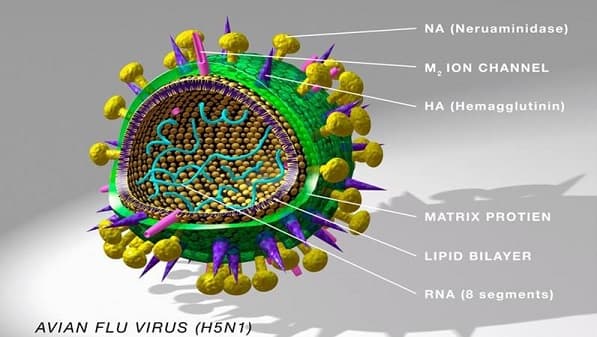 awas_kasus_flu_burung_h5n1_di_korsel_ditemukan_di_peternakan_bebek