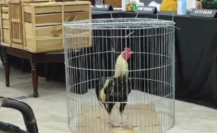 ayam_bangkok_thailand_yang_diamankan_polda_sumut_dibanderol_hingga_rp300_juta