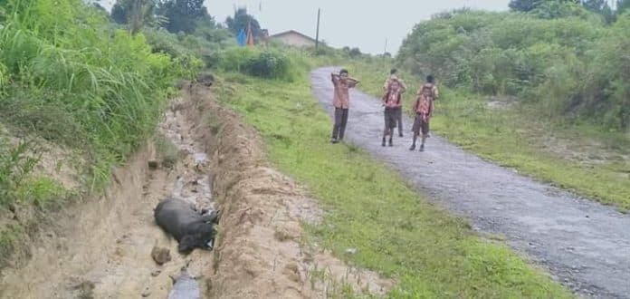 bangkai_babi_dibuang_di_paritan_jalan_ringroad
