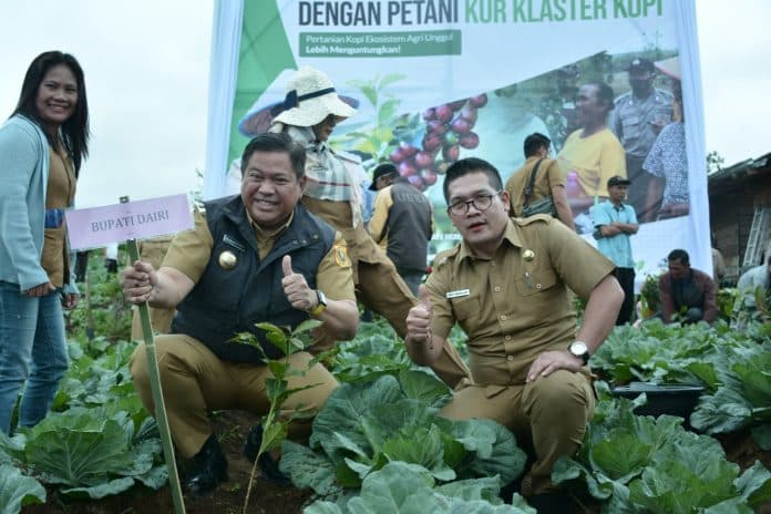 bank_sumut_tingkatkan_modal_usaha_petani_lewat_kur_klaster_kopi_jagung