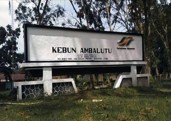 bantah_aniaya_pencuri_sawit_ini_kronologis_versi_kebun_ambalutu