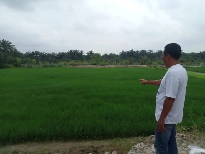 bantaran_sungai_ular_di_pantai_labu_deli_serdang_ditanami_padi