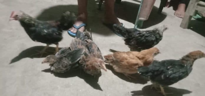 bantuan_ayam_kampung_ke_desa_cimahi_diduga_di_markup