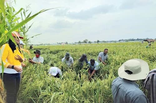 bantuan_benih_kedelai_yang_dianggap_tak_tepat_sasaran_kadistan_simalungun_pengadaannya_dari_menteri_pertanian