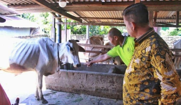 banyak_ternak_di_nagori_silulu_simalungun_terjangkit_pmk