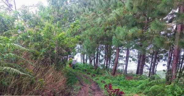 banyaknya_kawasan_hutan_pembangunan_jalan_menuju_objek_wisata_di_toba_terkendala_izin