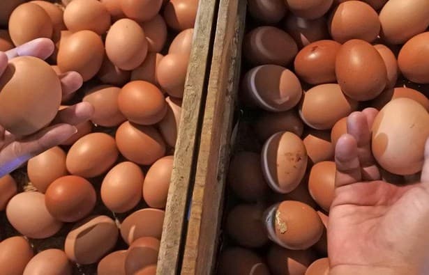 bapanas_kenaikan_harga_telur_karena_keseimbangan_baru