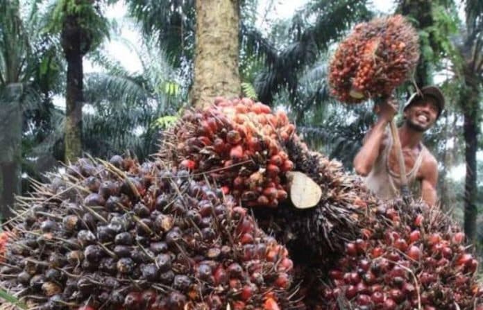 bappebti_tetapkan_icdx_jadi_penyelenggara_bursa_cpo_indonesia