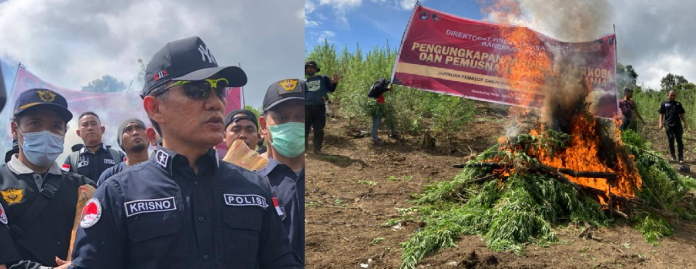 bareskrim_polri_musnahkan_5_hektar_ladang_ganja_di_madina