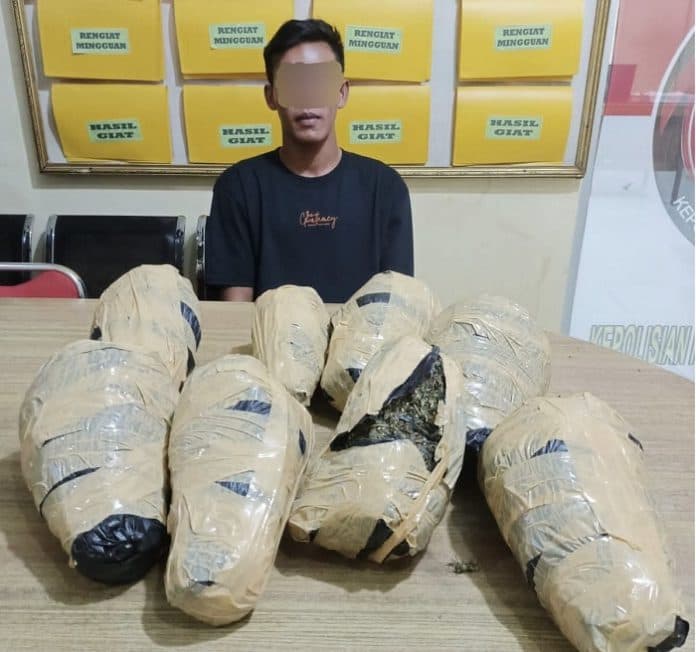 bawa_7_kg_ganja_tujuan_bukit_tinggi_penumpang_bus_putra_pelangi_ditangkap_di_pakam