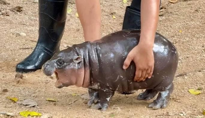 bayi_kuda_nil_viral_moo_deng_bikin_heboh_publik_thailand