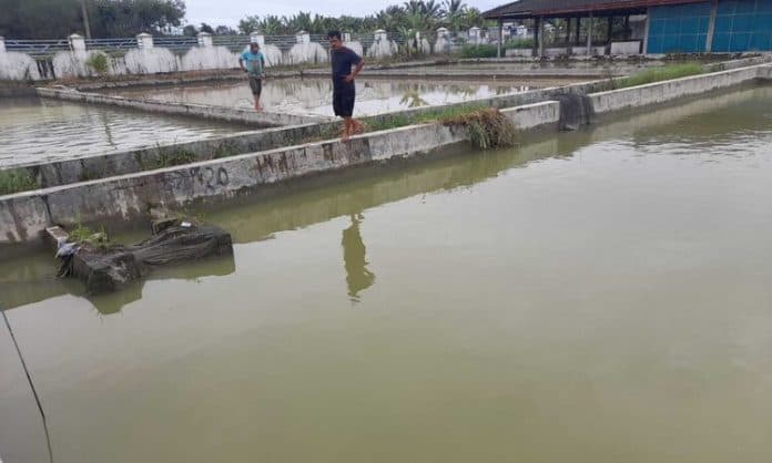 bbi_hatonduhan_distribusikan_6_ribu_benih_ikan_gratis_periode_juni_juli_2024