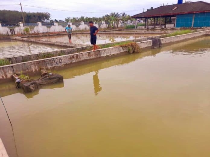 bbi_hatonduhan_salurkan_2300_benih_ikan_gratis