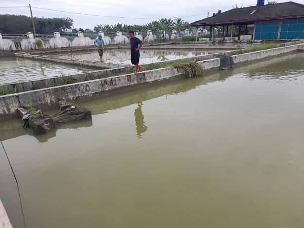 bbi_hatonduhan_sediakan_benih_ikan_dengan_harga_terjangkau