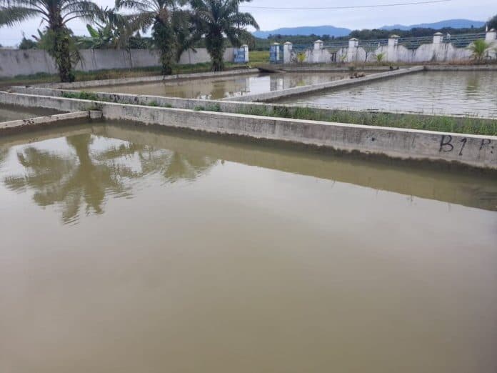 bbi_hatonduhan_siapkan_bantuan_benih_ikan_bermutu_genjot_produksi