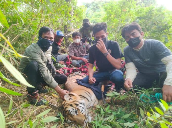 bbksda_belum_ambil_langkah_usai_penangkapan_harimau_sumatera