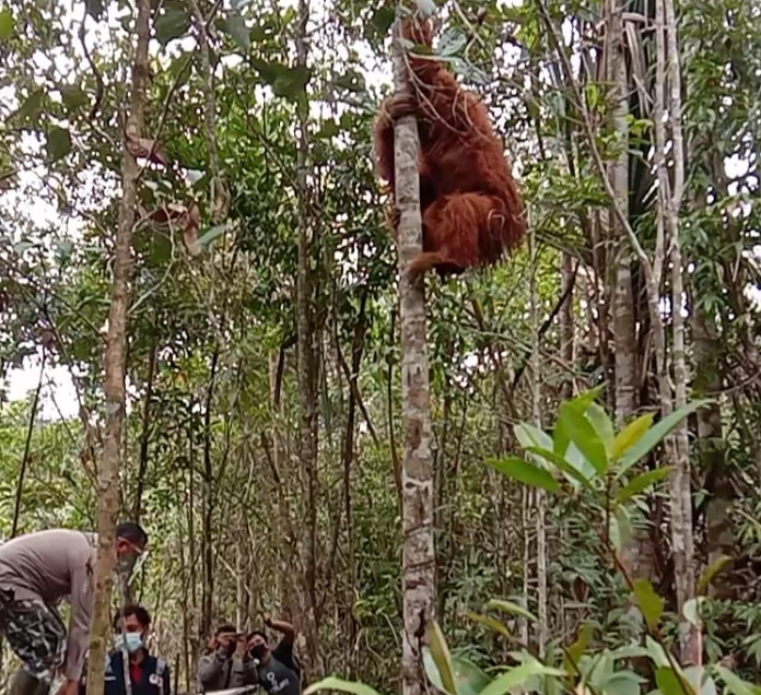 bbksda_lepasliarkan_seekor_orangutan_tapanuli_ke_dolok_sipirok