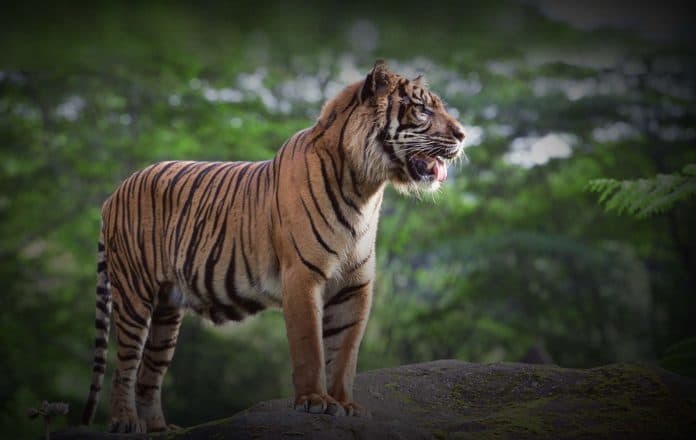 bbksda_tpl_pelatihan_survei_okupansi_kumpulkan_data_populasi_harimau_sumatera