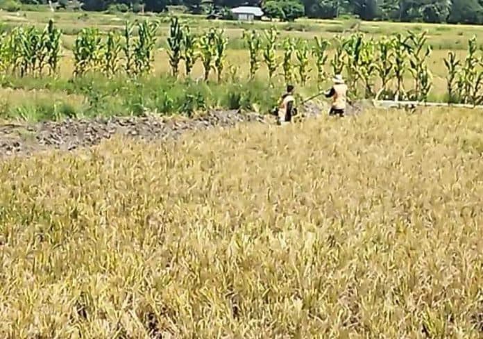 begini_cara_petani_porsea_suburkan_lahan_sawah_dan_hasilkan_cuan