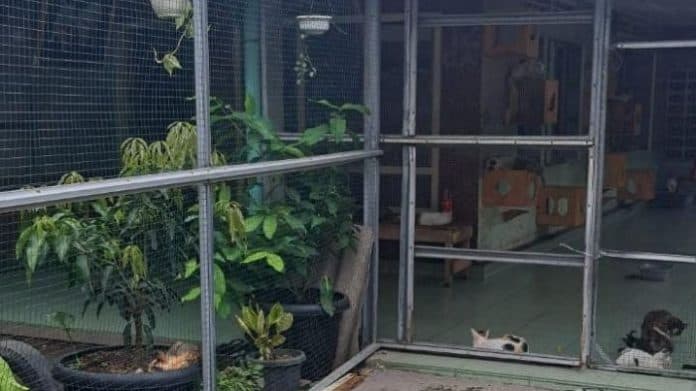 berawal_dari_kasihan_pemuda_ini_bikin_penampungan_kucing_liar