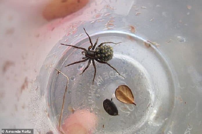 berharap_jadi_spider_man_3_bocah_sengaja_disengat_laba_laba_beracun
