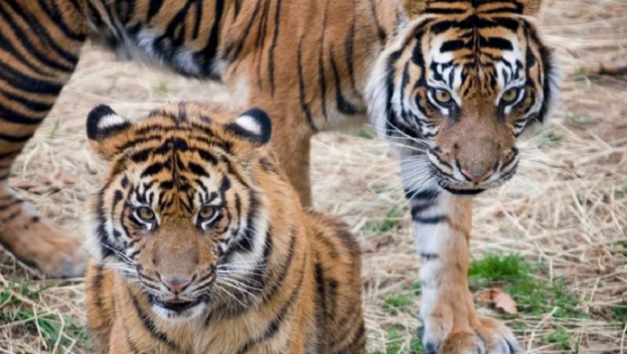 beri_makan_harimau_majikan_pria_di_samarinda_tewas