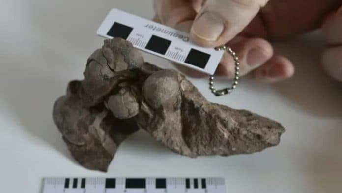 berikut_ciri_ciri_fosil_telur_dinosaurus_terkecil_ditemukan_ilmuwan