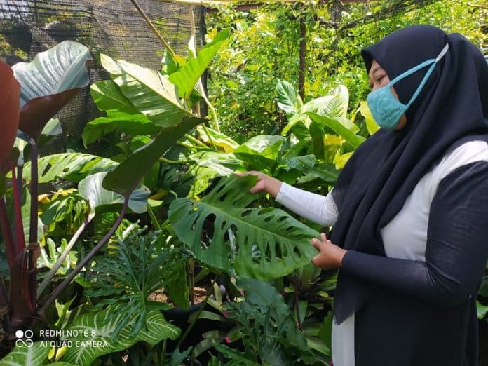berkah_di_balik_pandemi_rezeki_berbagai_bunga_hingga_si_janda_bolong_yang_menawan