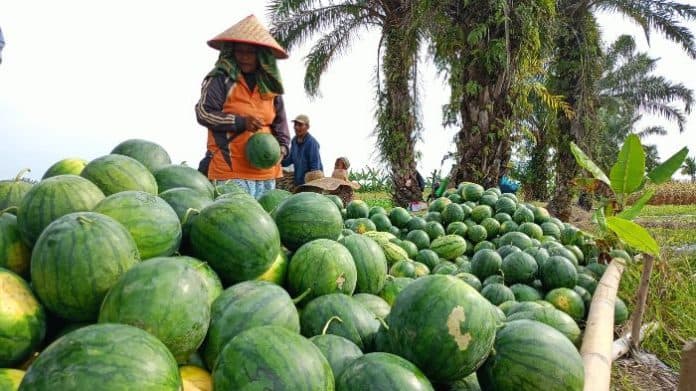 berkah_ramadhan_petani_semangka_di_langkat_raih_untung_lumayan