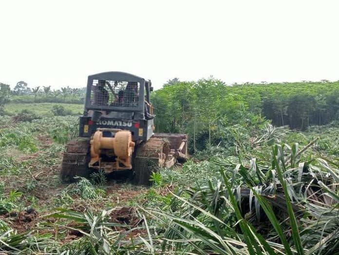 bersihkan_tanaman_penggarap_di_lahan_hgu_94_lau_barus_baru_ptpn_ii_siapkan_tali_asih