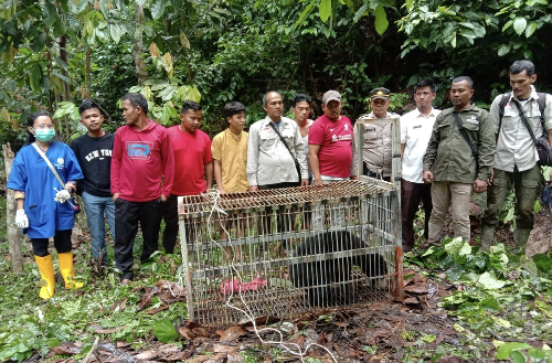 beruang_madu_terjerat_di_desa_mondang_tapsel_dievakuasi_bksda_sumut