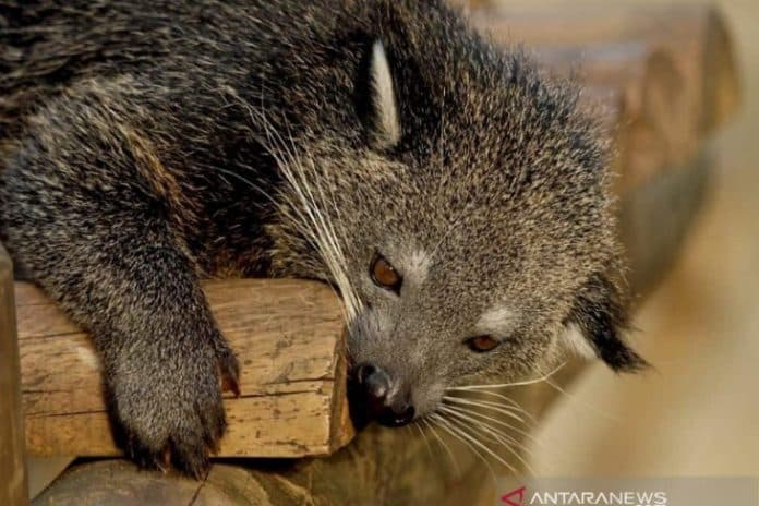 binturong_diduga_pemangsa_ratusan_ternak_di_taput