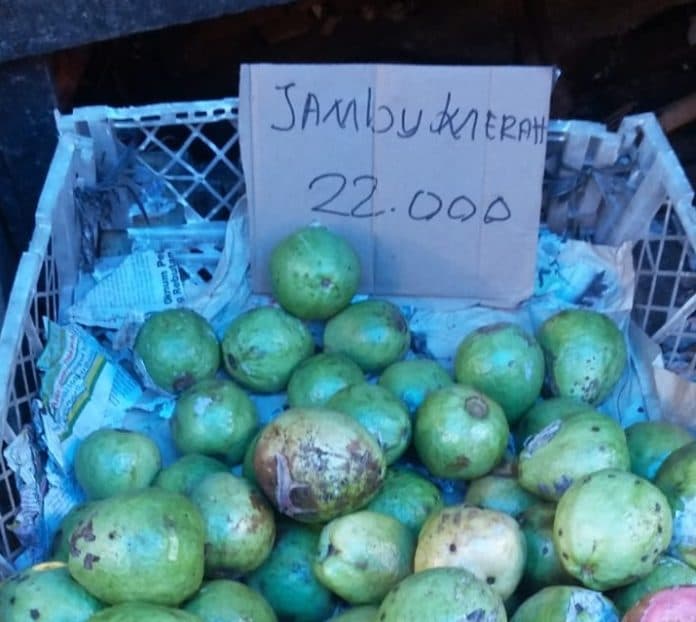 bisa_tingkatkan_imun_tubuh_harga_jambu_merah_melambung_tinggi