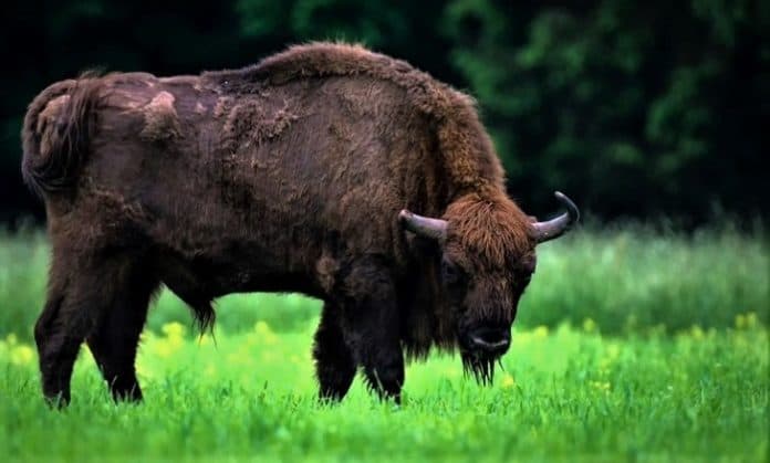 bison_eropa_yang_punah_pada_abad_pertengahan_kini_muncul_lagi_di_swiss