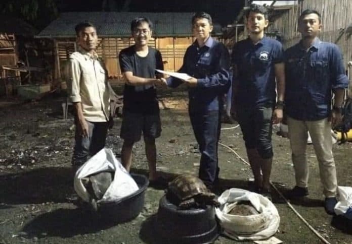 bksda_sumut_evakuasi_3_individu_kura_kura_baning_coklat_dari_rumah_warga