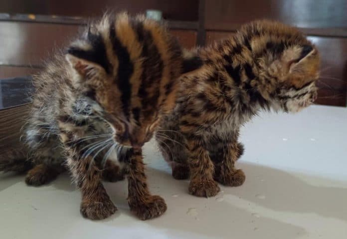 bksda_sumut_evakuasi_dua_anak_kucing_hutan_yang_dipelihara_warga_medan_denai