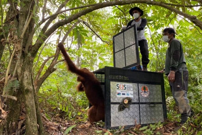 bksda_sumut_evakuasi_orangutan_sumatera_yang_terjebak_semak_belukar_di_kebun_warga_di_langkat