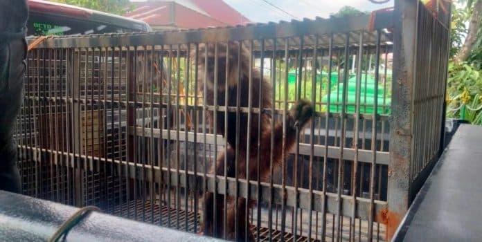 bksda_sumut_evakuasi_owa_sarudung_yang_sempat_dipelihara_warga