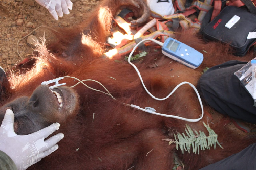 bksda_sumut_evakuasi_satu_individu_orangutan_dari_areal_perkebunan_di_langkat