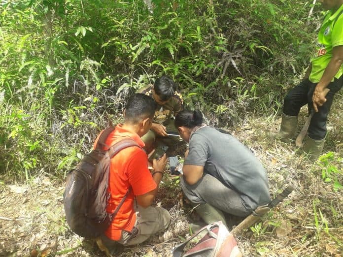 bksda_sumut_imbau_masyarakat_waspada_pasca_kemunculan_harimau_sumatera_di_perkebunan_sawit_di_tapsel
