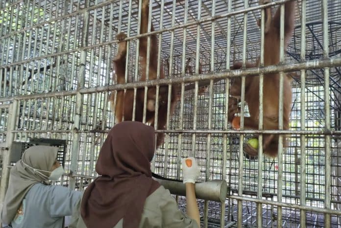 bksda_sumut_kirim_5_individu_orangutan_ke_jambi_untuk_dilepasliarkan