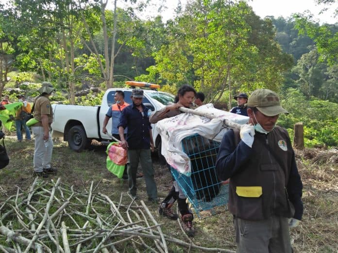 bksda_sumut_lepasliarkan_satwa_liar_ke_suaka_margasatwa_siranggas_pakpak_bharat